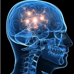 improved cognitive capacity